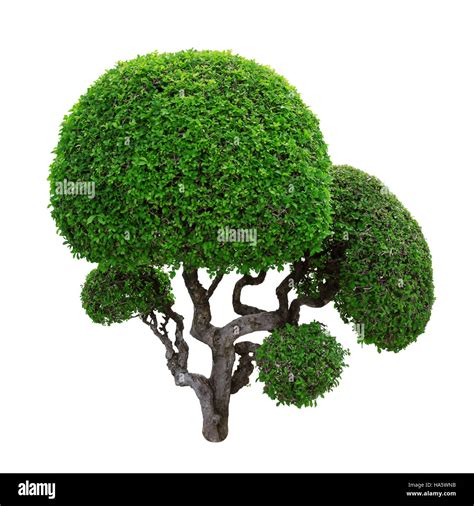 Cutting Trees Cut Out Stock Images And Pictures Alamy