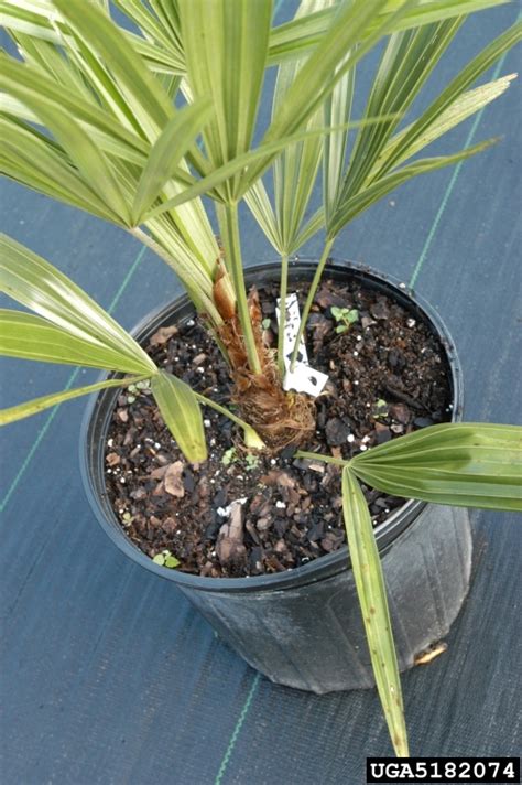 Needle Palm Rhapidophyllum Hystrix Arecales Arecaceae