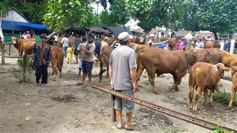 Harga Anjlokharga Sapi Bakalan Jantan Terbaru Pasar Sapi Wage Kediri