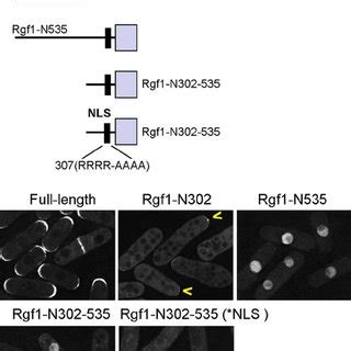 Rgf1p Contains A Functional NLS Schematic Representation Of The