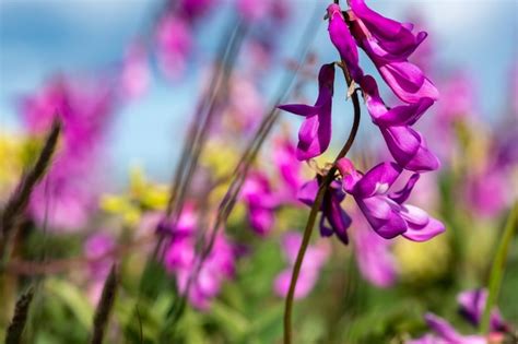 Premium Photo | Purple wildflowers on a field