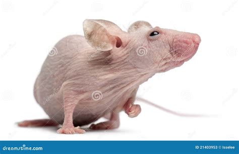 Hairless House Mouse Mus Musculus Stock Image Image 21403953