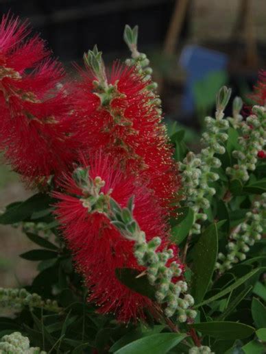 Callistemon Citrinus Splendens Lampepoetser De Tuinen Van Appeltern