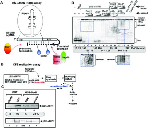 Ded1p DEAD Box Helicase Promotes The Release Of The Viral RNA From The