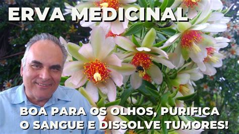 Erva Medicinal Que Protege Os Olhos Dissolve Tumores E Purifica O