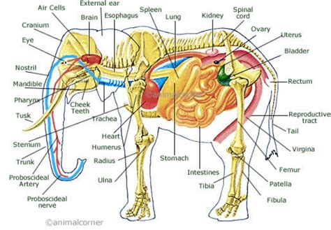 Elephant Anatomy - Elephant Sanctuaries