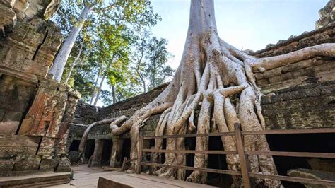 top  temples   time visitors  angkor ta prohm bayon
