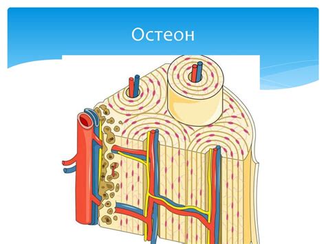 Биохимия костной и хрящевой ткани - online presentation
