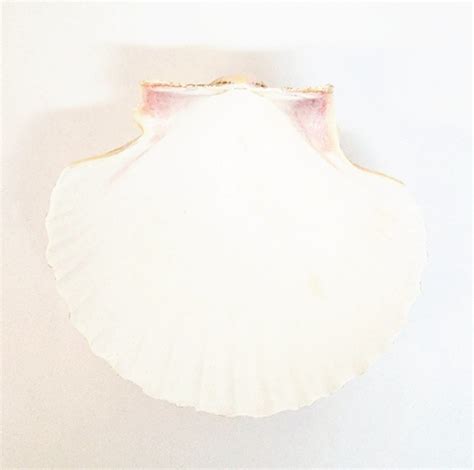 Baptism Shell
