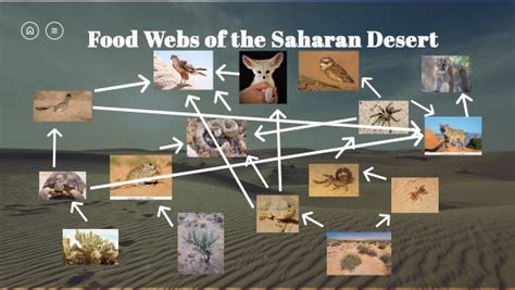 Sahara Desert Food Chain