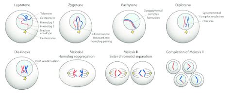 Meiosis As Germ Cells Enter The Initial Phase Of Meiotic Prophase Download Scientific Diagram