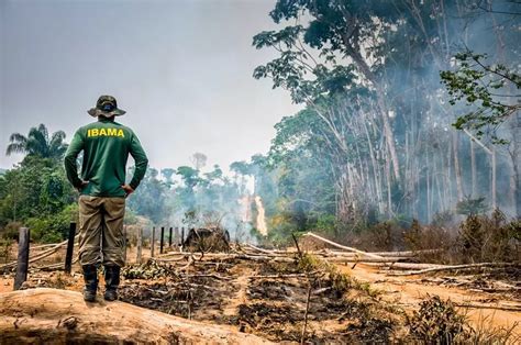 Alertas de desmatamento na Amazônia atingem recorde histórico para