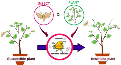 Genome Editing For Resistance To Insect Pests An Emerging Tool For