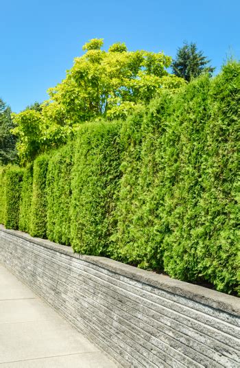 Amazing Living Fence Ideas For Your Yard Bees And Roses