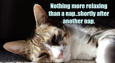 Naps Are Exhausting Lolcats Lol Cat Memes Funny Cats Funny