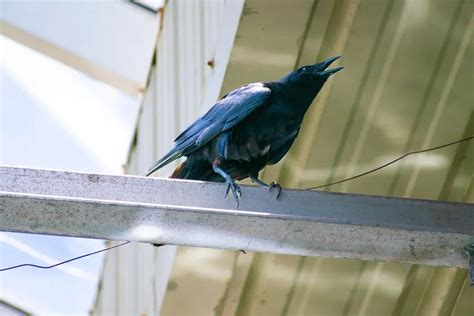 C Mo Hacer Un Nido Para Aves De Manera Sencilla Y Efectiva Loros Y