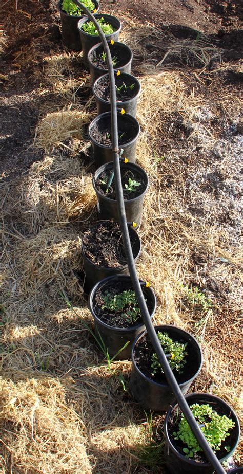 How To Set Up Garden Drip Irrigation