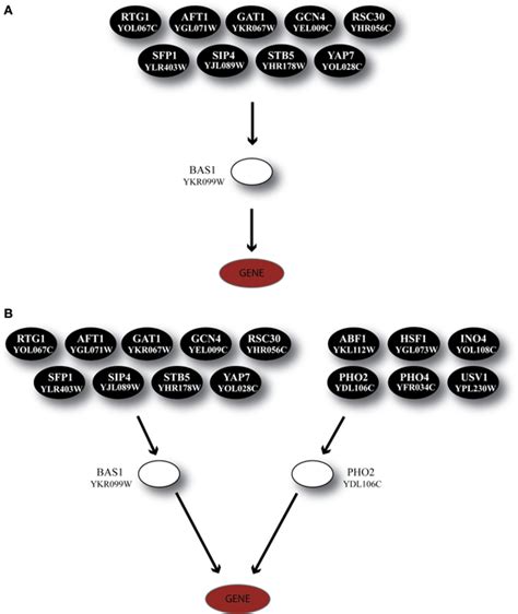 Frontiers Modeling Regulatory Cascades Using Artificial Neural