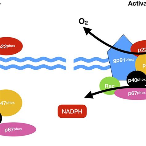 Nadph Oxidase Nox Activation Nox Comprises Cytosolic P47phox P67