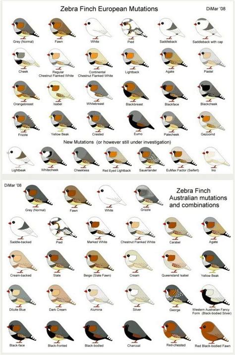 Zebra finch, Bird breeds, Canary birds