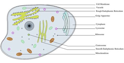 Animal-Cell-Diagram - Active Wild