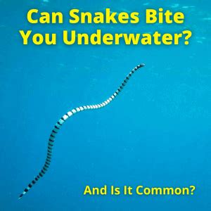 Can Snakes Bite You Underwater? (And Is It Common?)