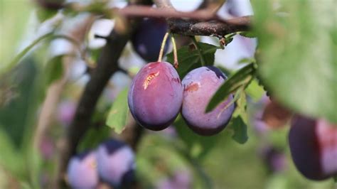 Veliki Potencijali Uzgoja Ljive U Srbiji Agrodan Poljoprivredna