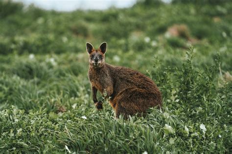 10 Best Things To Do In Phillip Islandvictoria 2023 Guide