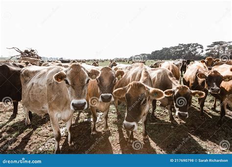 Herd Of Jersey Cows On A Dairy Farm At The Foot Of Mount Taranaki