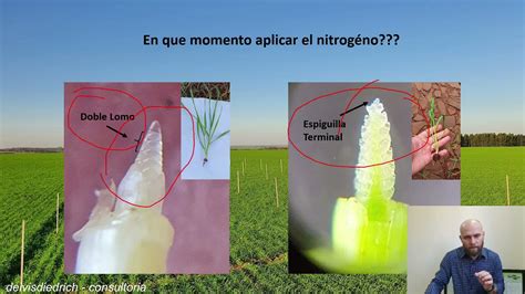 Manejo Eficiente Del Nitr Geno En El Cultivo Del Trigo Youtube