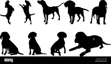 american foxhound dog silhouette bundle svg Stock Vector Image & Art ...