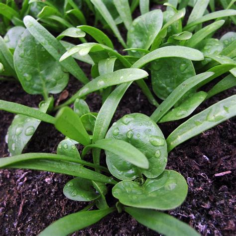 Spinach Matador Spinacia Oleracea Seeds