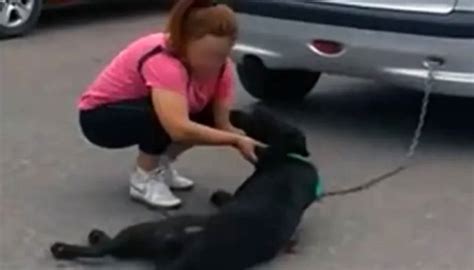 Mujer Amarra A Su Perro Al Veh Culo Y Lo Arrastra Por Siete Cuadras En