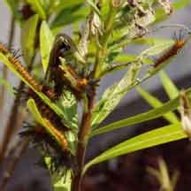 Oleander Caterpillar - What's That Bug?