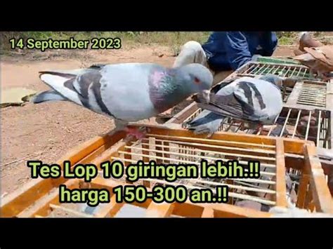 Tes Lop Pasang Lebih Merpati Pasar Bahan Kolong Dan Tinggian Harga