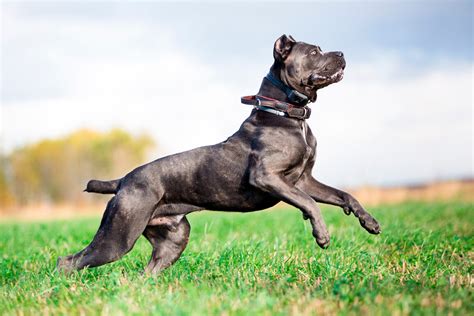 ¿cómo Es Un Cane Corso Todo Sobre La Raza