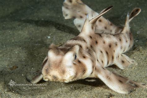 Shark Bucket List - Underwater Paparazzi