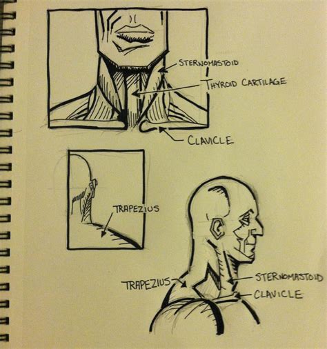 Practice Neck Anatomy by ThomasScantenii on DeviantArt