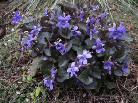 Фиалка лабрадорская — Viola labradorica. Время цветения: Май ...