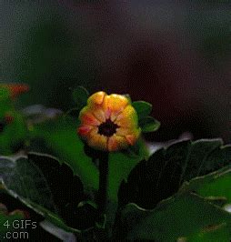 Flower GIFs - Get the best GIF on GIPHY