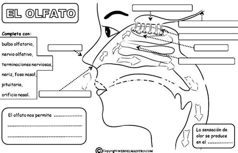 Sentido Del Olfato Para Colorear Cinco Sentidos Olfato Actividades