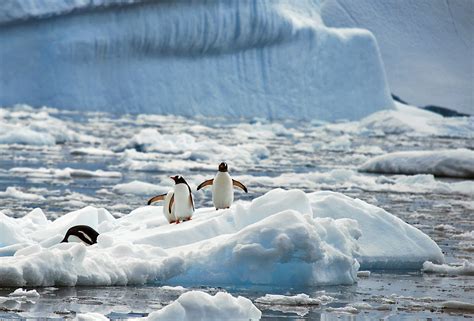 Around the World With Uncle Moose: Antarctica--Cierva Cove and Spert Island