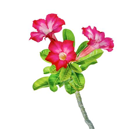 Woestijn Roos Bloem Of Adenium Ge Soleerd Png