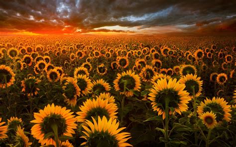 1440x900 Sunflower Field 1440x900 Resolution HD 4k Wallpapers, Images ...