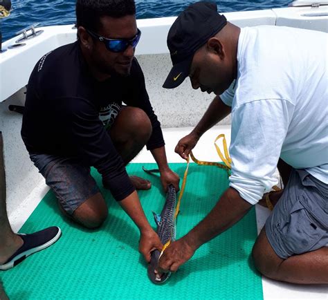 Investigar N Comportamiento De Tiburones Migratorios En La Isla Del