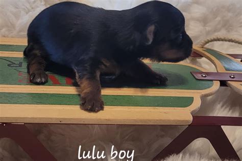 Boy 1 - Yorkshire Terrier Puppy for Sale in Alburnett, IA | Lancaster Puppies