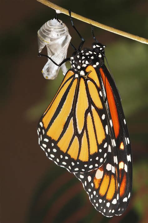 All Of Nature Monarch Butterfly Emerging From Chrysalis