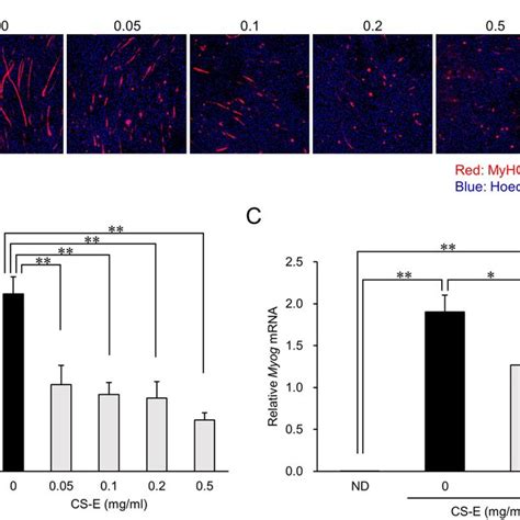 Effect Of Chondroitin Sulfate E CS E On Myotube Formation A