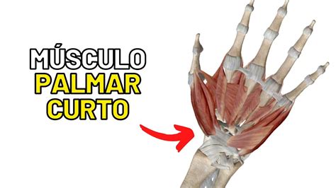 Músculo PALMAR CURTO MIOLOGIA DA MÃO Aula de Anatomia humana grátis