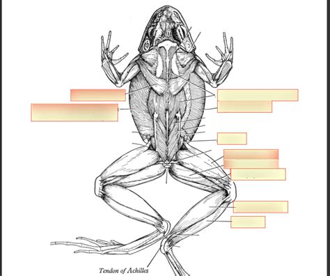 Frog muscle dorsal view Diagram | Quizlet